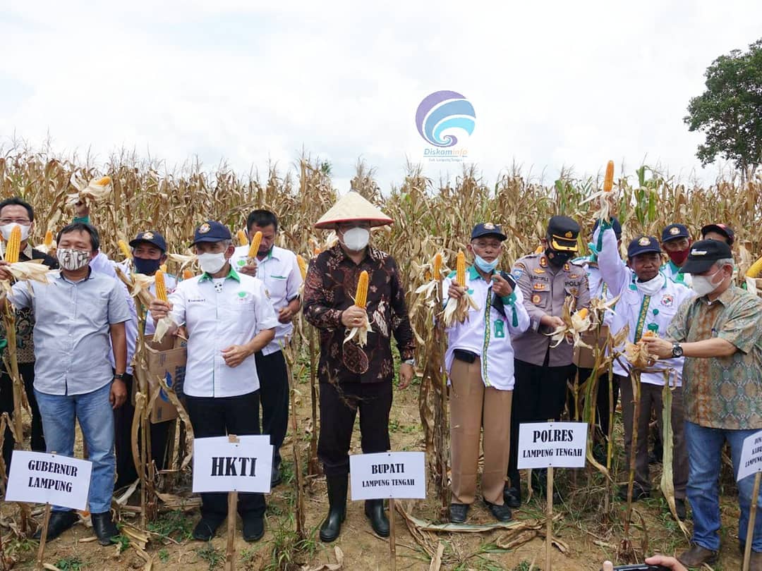 Bupati Lampung Tengah H. Musa Ahmad, S.Sos. Hadiri Acara Panen Raya Jagung di Kecamatan Seputih Agung