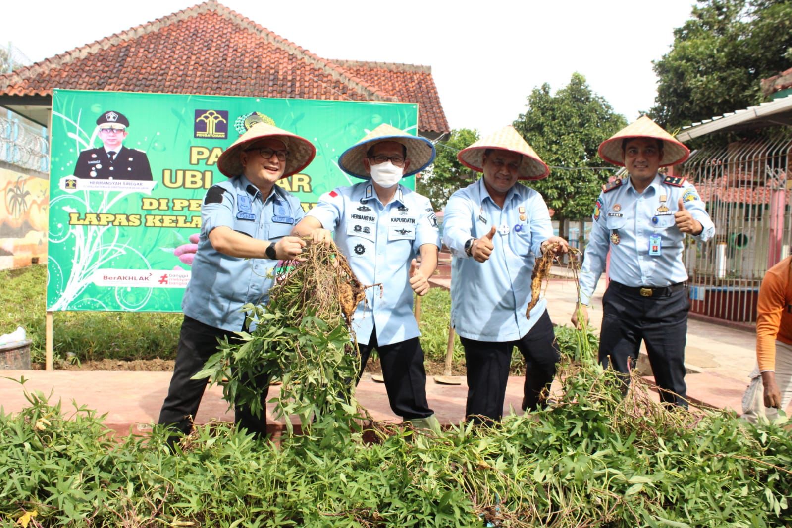 Kunjungan Plt. Kakanwil di Lapas Kotaagung Berikan Penguatan Tugas dan Fungsi Sekaligus Panen Ubi Jalar